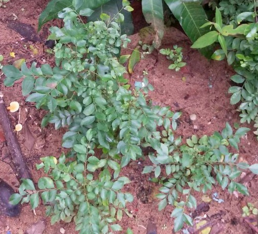 Curry Leaves (Kadi Patta) Cure the Wounds Fast