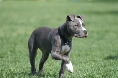 dünyanın en büyük köpek cinsleri nelerdir,büyük köpek cinsleri nelerdir, köpek cinsleri nelerdir?,en iyi köpek cinsleri nelerdir,türk köpek cinsleri nelerdir, iskoç köpek cinsleri nelerdir,çin köpek cinsleri nelerdir ,alman köpek cinsleri nelerdir ? evde beslenecek büyük köpek cinsleri nelerdir ? safkan köpek ırkları nelerdir ? uzun köpek cinsi nedir? eğitilebilir köpek ırkları nelerdir ? büyük ırk köpekler nelerdir