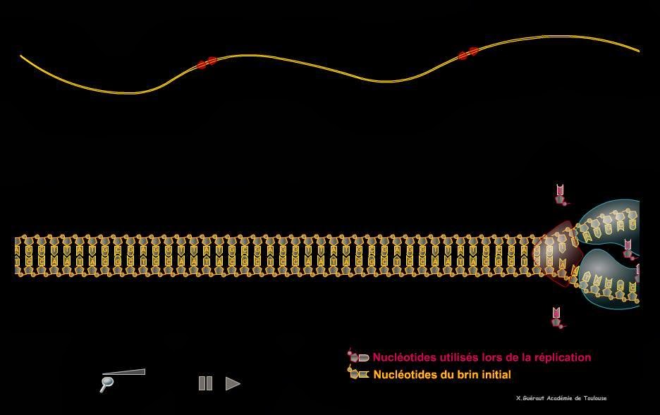 http://pedagogie.ac-toulouse.fr/svt/serveur/lycee/gueraut/replication/replication_ADN.html