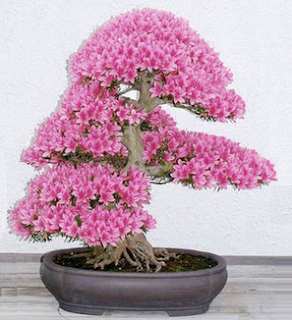 www.banggood.com/10pcs-Garden-Cherry-Blossoms-Bonsai-Flower-Seeds-Courtyard-Potted-Plant-p-1004671.html?utm_source=sns&utm_medium=redid&utm_campaign=recenzije11&utm_content=chelsea