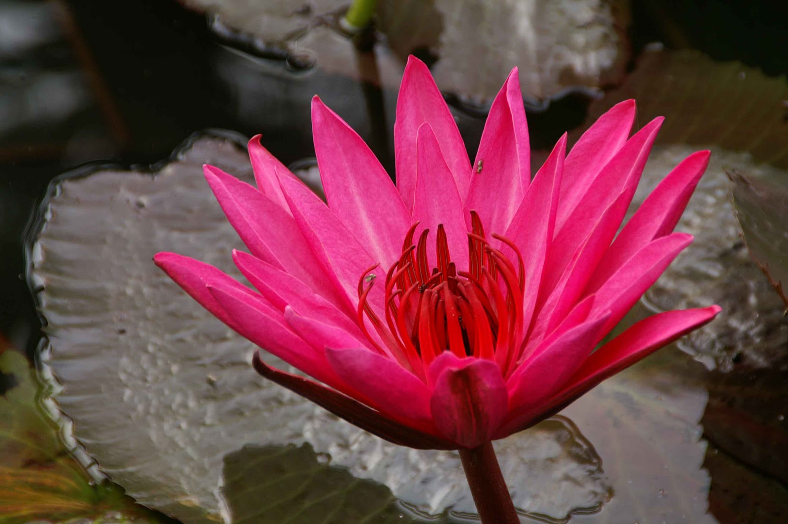 Laurence and Henry's Big Adventure Lotus Flowers in Vietnam