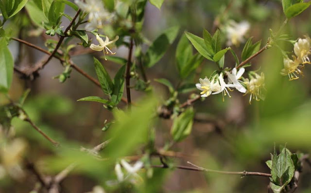 Lonicera Fragrantissima Flowers