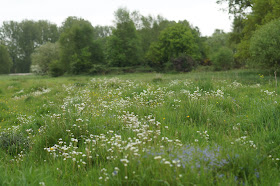 wild flowers in May in the Norfolk countryside