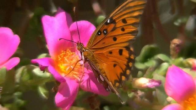 Pretty Pictures Of Flowers And Butterflies