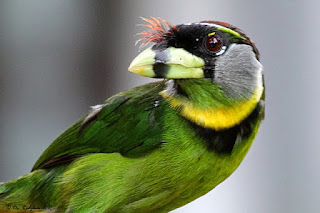 Birds lineated barbet: Advantages And Cons lineated barbet bird
