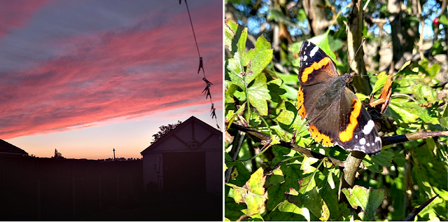 Sunset and a butterfly