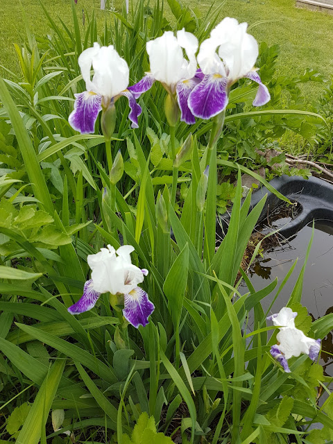 Iris blooms in Northern Ontario