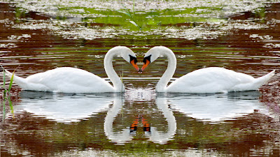 Due cigni bianchi che nuota in un lago formando un cuore
