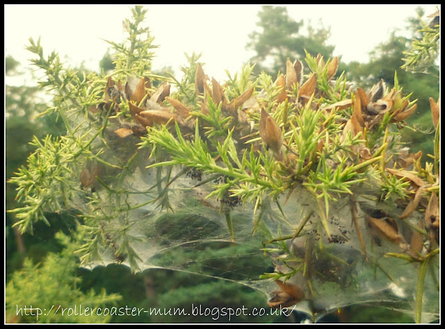 spidery webs on gorse bushes