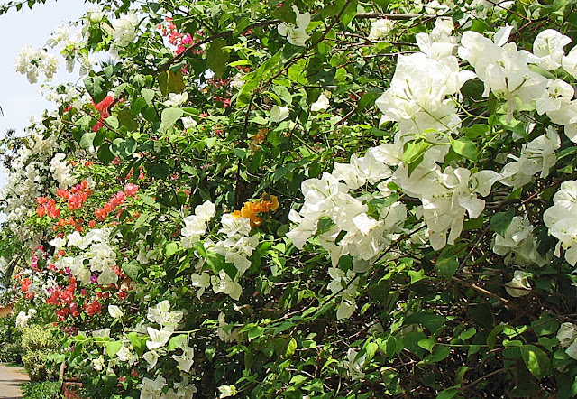 White Bougainvillaea plant