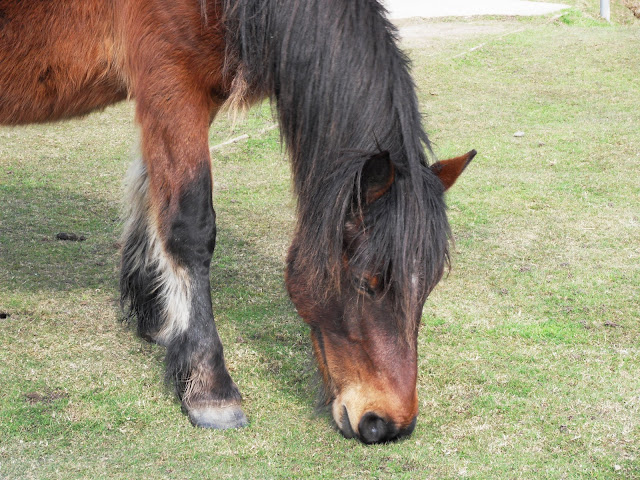 Horse on Bodmin Moor