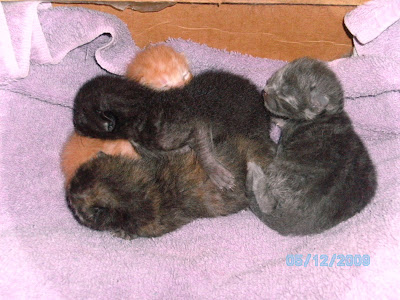 New Born Kittens Pictures