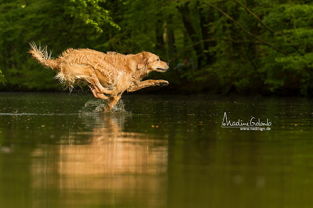 Hundefotos: Interview mit der Tierfotografin Nadine Golomb + Tipps für bessere Fotos von eurem Hund