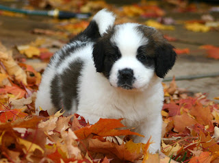 St. Bernard puppy Wallpapers