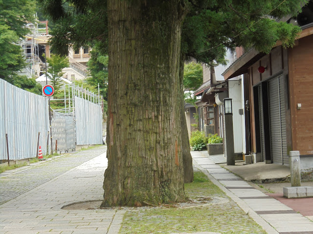 大山寺参道の真ん中に巨大な杉の木