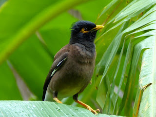 Martin triste - Acridotheres tristis