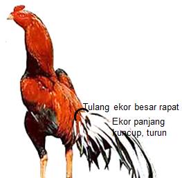 Ciri ayam  bangkok aduan bagus pada tulang ekor Ayam  