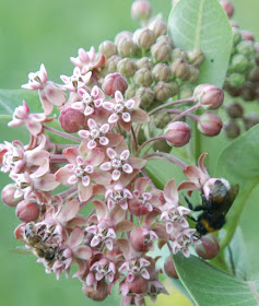 пчела и шмель на цветке ваточника