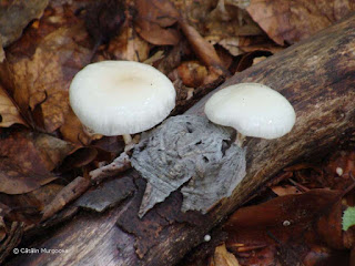 Oudemansiella mucida DSC144018