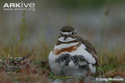 Double banded Plover