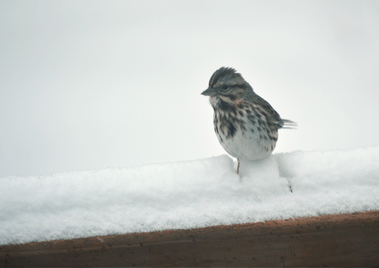 The Flying Clubhouse: Birds in the Snow | sparrow