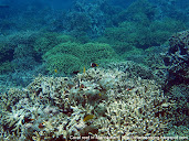#9 Coral Reef Wallpaper