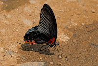 Papilio agenor