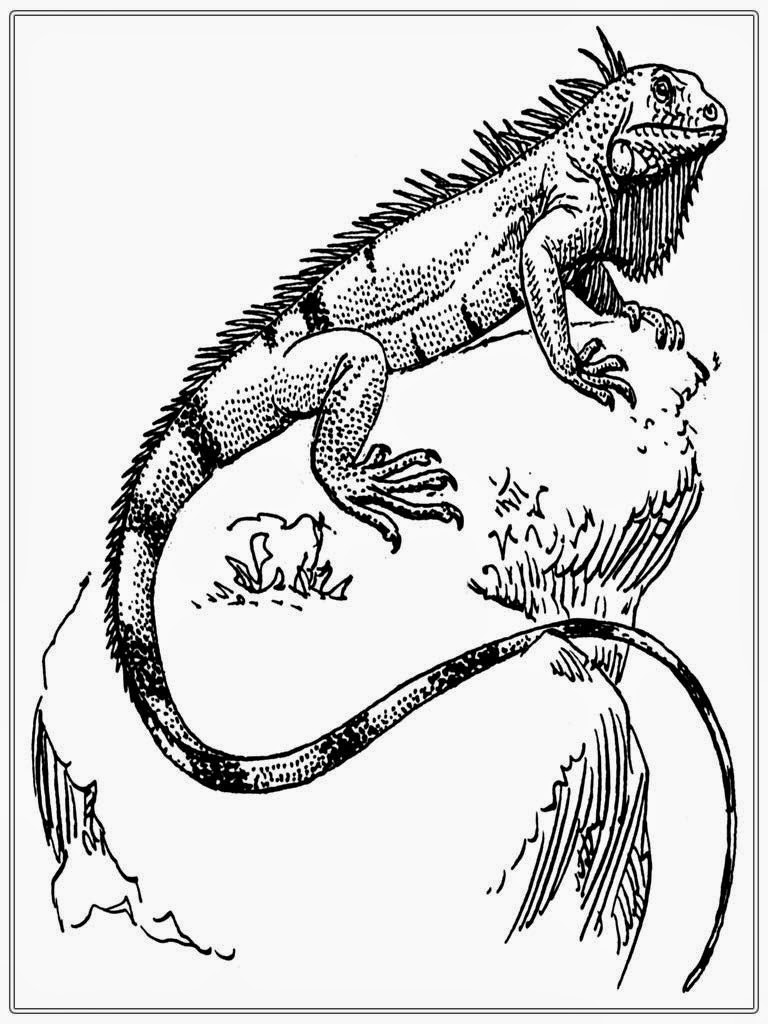 Printable Iguana Adult Coloring Pages | Realistic Coloring Pages