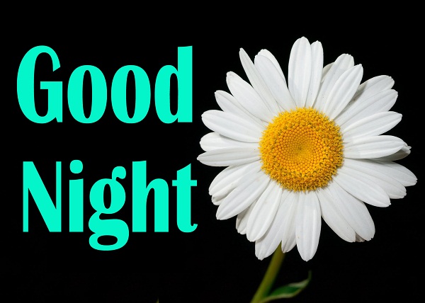 Good Night Flower Wallpaper