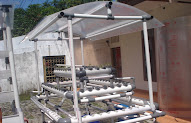 Ide 32+ Hidroponik Piramida