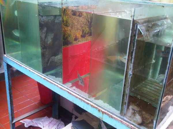 Flowerhorn The Hybrid Cichlids Aquarium  Louhan 