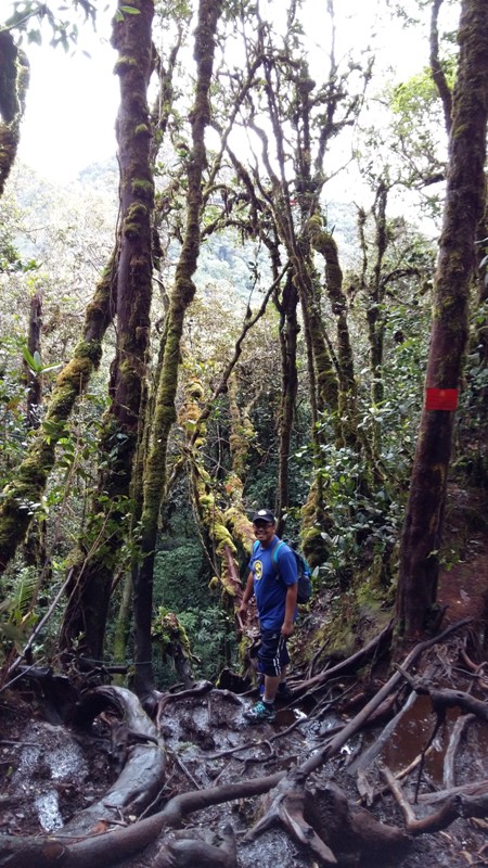 JaLaN-JaLaN: GUNUNG IRAU, CAMERON HIGHLAND : Hutan Lumut 