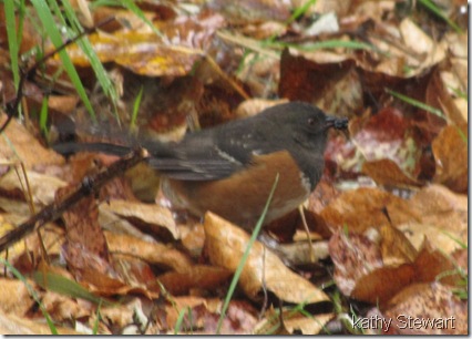 Spotted Towhee