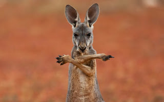 kangaroo hd photos image