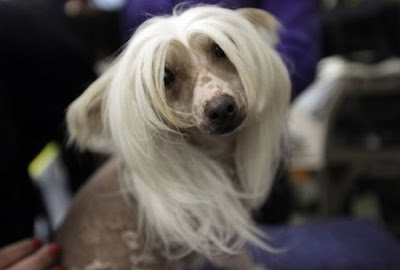 Backstage At The 135th Annual Westminster Dog Show Seen On www.coolpicturegallery.us