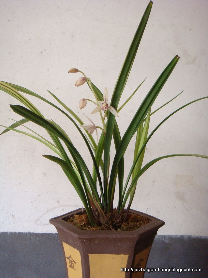 兰花-花:900GH.(09020112172592)