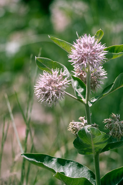 Nature, birds, ducks, bees, bugs, dragonflies, flowers, macro photography, 