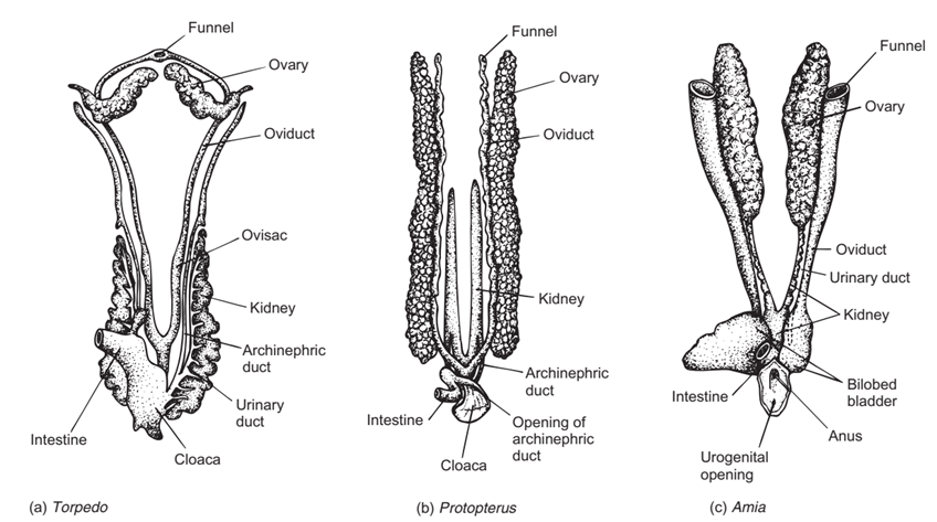 Sistemas reproductores de varios peces óseos femeninos 2. (a) pez torpedo. (b) Protopterus. (c) pez arquero