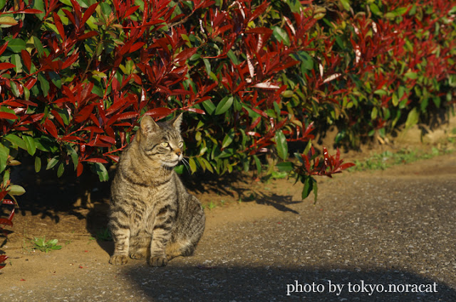 野良猫写真