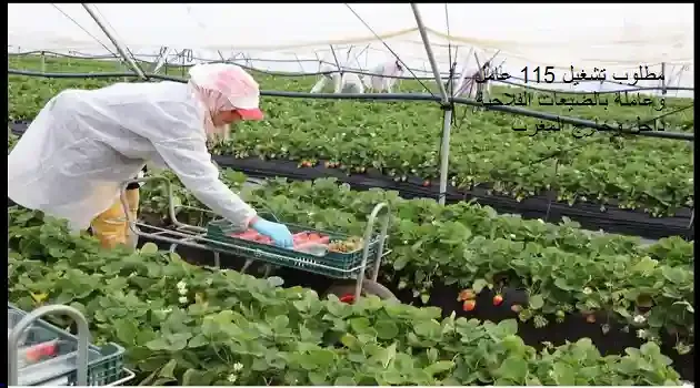 مطلوب تشغيل 115 عامل وعاملة بالضيعات الفلاحية داخل وخارج المغرب