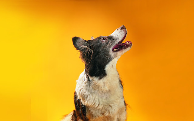 border collie, funny dog wallpaper
