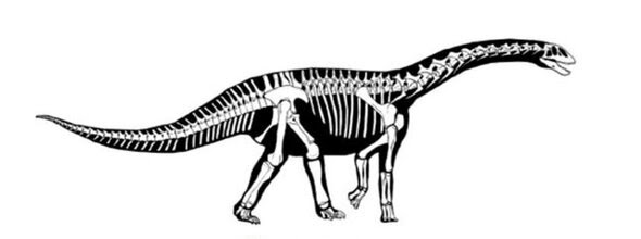 https://www.notasrosas.com/Equipo de investigadores liderados por Uninorte, explican detalles sobre el Perijasaurus lapaz, encontrado en el Cesar