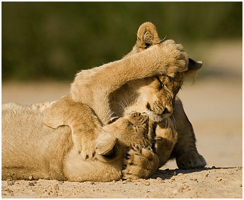 TWO LION CUBS PLAYING