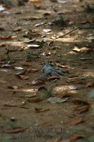 This squirrel is just hanging out!