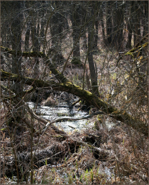 Narew