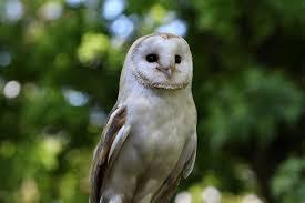 barn owl