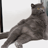 Gif Funny Cat - Lolcats Gifs Lol At Funny Cat Memes Funny Cat Pictures With Words On Them Lol Cat Memes Funny Cats Funny Cat Pictures With Words On : Share a gif and browse these related gif searches.