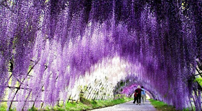 beautiful wisteria flower tunnel in japan