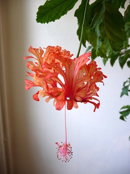 024 korr Hibiscus schizopetalus Daniel Grankvist