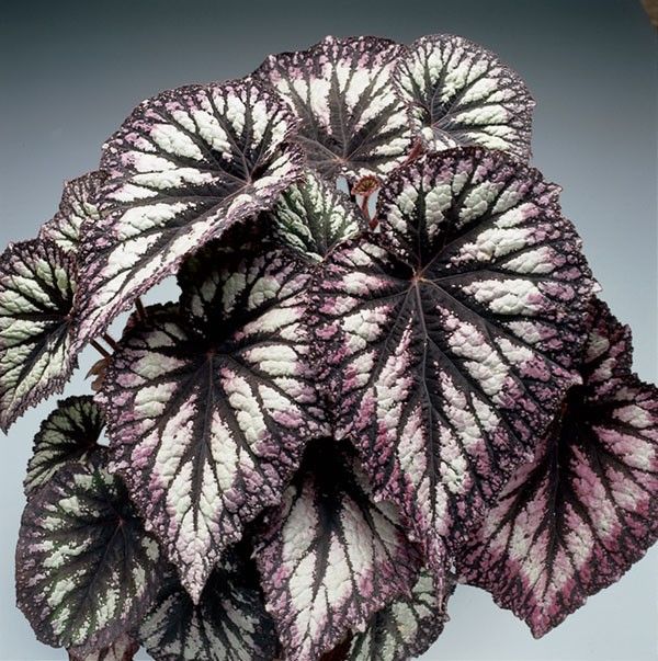 Begonia ‘Fireworks’ (Begonia rex hybrid)15 begônias maravilhosas euvinopinterest